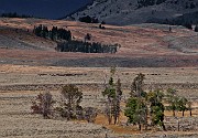 Lamar Valley 6166_1